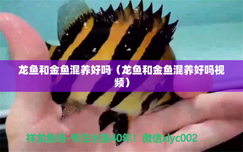 龍魚和金魚混養(yǎng)好嗎（龍魚和金魚混養(yǎng)好嗎視頻） 廣州龍魚批發(fā)市場