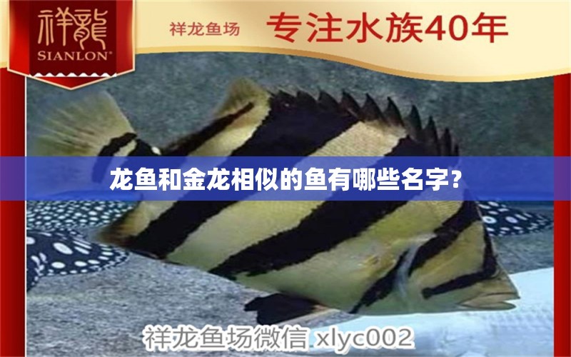 龍魚和金龍相似的魚有哪些名字？ 祥龍傳奇品牌魚缸