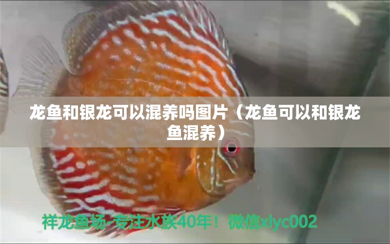 龍魚和銀龍可以混養(yǎng)嗎圖片（龍魚可以和銀龍魚混養(yǎng)） 銀龍魚