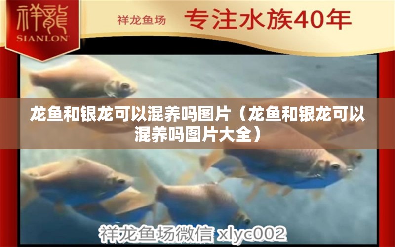 龍魚和銀龍可以混養(yǎng)嗎圖片（龍魚和銀龍可以混養(yǎng)嗎圖片大全） 廣州龍魚批發(fā)市場(chǎng)