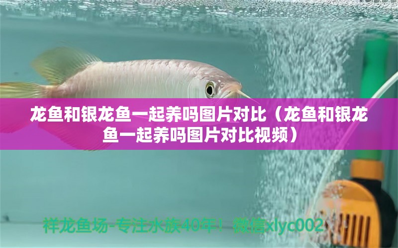 龍魚(yú)和銀龍魚(yú)一起養(yǎng)嗎圖片對(duì)比（龍魚(yú)和銀龍魚(yú)一起養(yǎng)嗎圖片對(duì)比視頻）