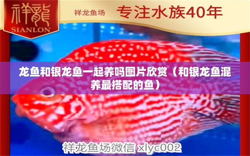 龍魚和銀龍魚一起養(yǎng)嗎圖片欣賞（和銀龍魚混養(yǎng)最搭配的魚） 銀龍魚