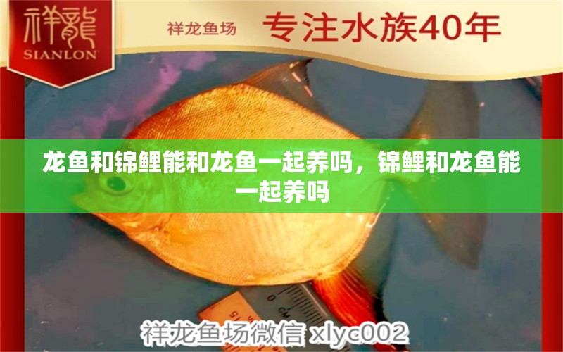 龍魚和錦鯉能和龍魚一起養(yǎng)嗎，錦鯉和龍魚能一起養(yǎng)嗎 泰龐海蓮魚