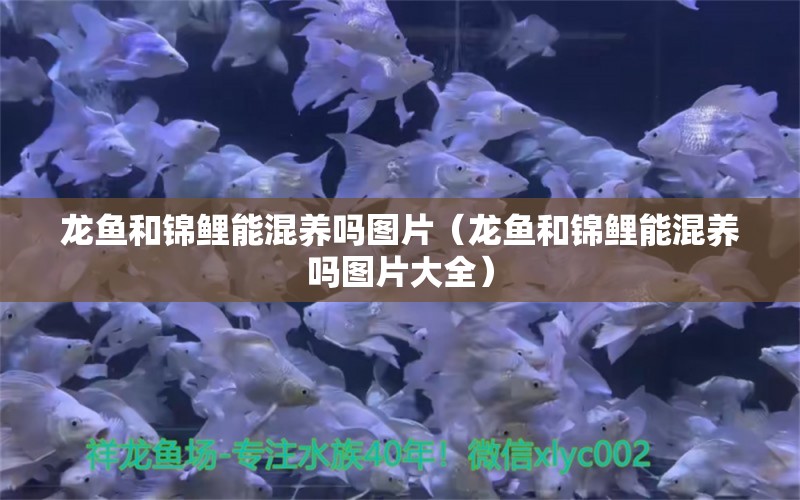 龍魚和錦鯉能混養(yǎng)嗎圖片（龍魚和錦鯉能混養(yǎng)嗎圖片大全）