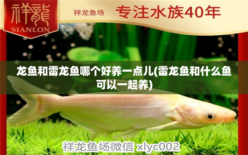 龍魚和雷龍魚哪個好養(yǎng)一點兒(雷龍魚和什么魚可以一起養(yǎng))