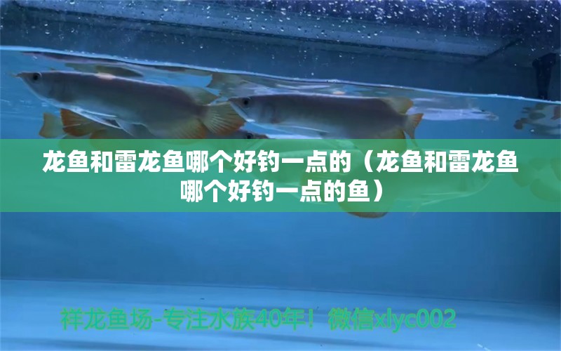 龍魚和雷龍魚哪個(gè)好釣一點(diǎn)的（龍魚和雷龍魚哪個(gè)好釣一點(diǎn)的魚）