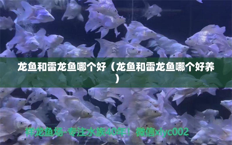 龍魚(yú)和雷龍魚(yú)哪個(gè)好（龍魚(yú)和雷龍魚(yú)哪個(gè)好養(yǎng)）