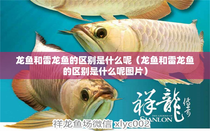 龍魚(yú)和雷龍魚(yú)的區(qū)別是什么呢（龍魚(yú)和雷龍魚(yú)的區(qū)別是什么呢圖片） 廣州龍魚(yú)批發(fā)市場(chǎng)