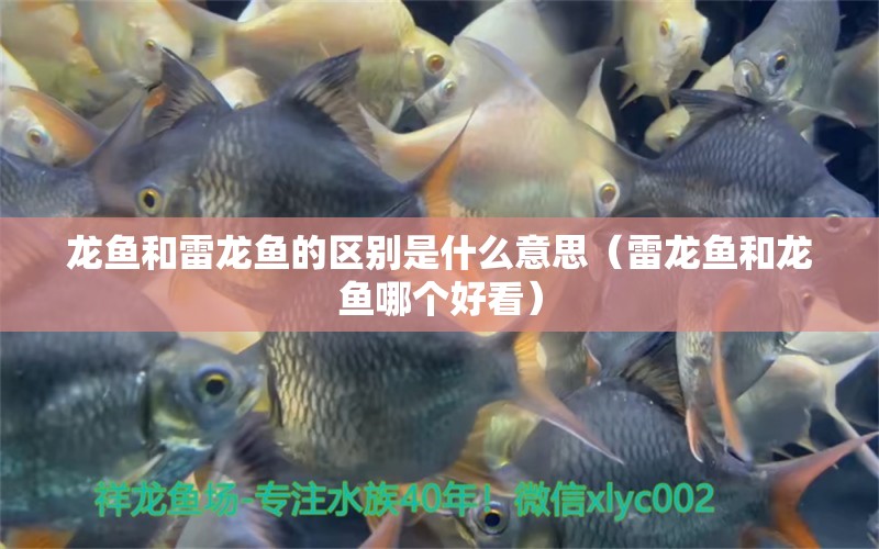 龍魚和雷龍魚的區(qū)別是什么意思（雷龍魚和龍魚哪個(gè)好看） 星座運(yùn)勢