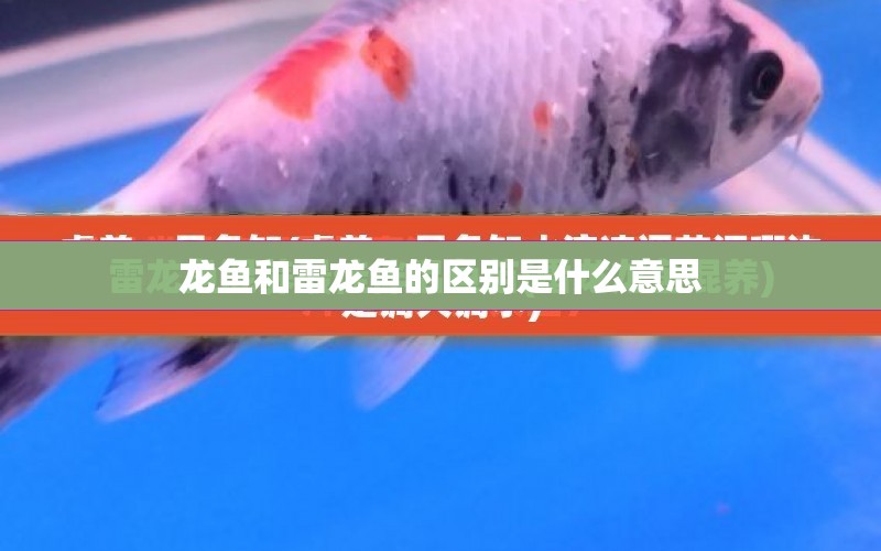 龍魚和雷龍魚的區(qū)別是什么意思 水族問答 第1張