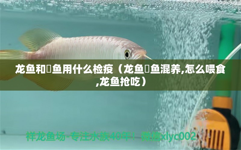 龍魚和魟魚用什么檢疫（龍魚魟魚混養(yǎng),怎么喂食,龍魚搶吃）