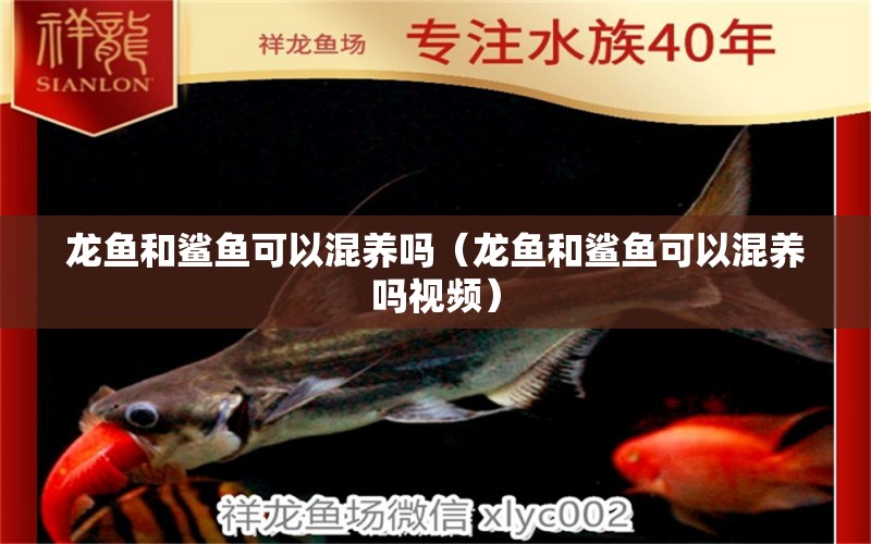 龍魚和鯊魚可以混養(yǎng)嗎（龍魚和鯊魚可以混養(yǎng)嗎視頻）