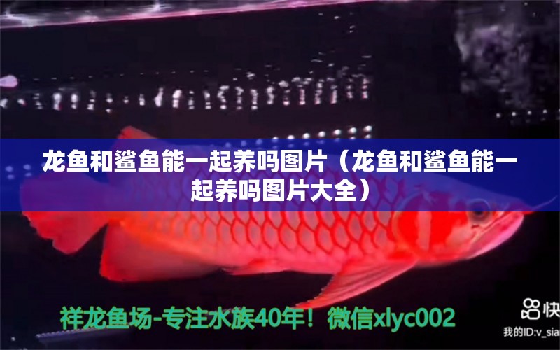 龍魚和鯊魚能一起養(yǎng)嗎圖片（龍魚和鯊魚能一起養(yǎng)嗎圖片大全）