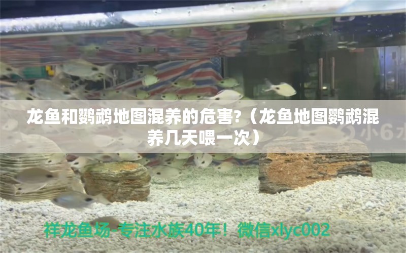 龍魚和鸚鵡地圖混養(yǎng)的危害?（龍魚地圖鸚鵡混養(yǎng)幾天喂一次）