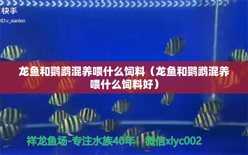 龍魚和鸚鵡混養(yǎng)喂什么飼料（龍魚和鸚鵡混養(yǎng)喂什么飼料好） 鸚鵡魚