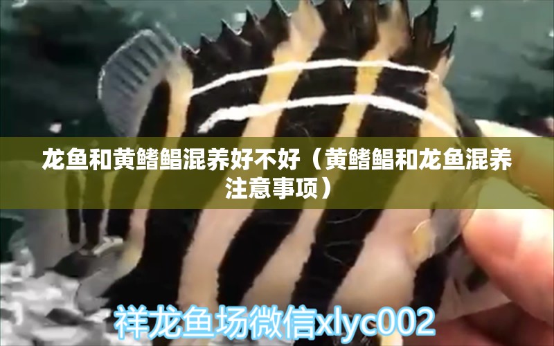 龍魚和黃鰭鯧混養(yǎng)好不好（黃鰭鯧和龍魚混養(yǎng)注意事項）