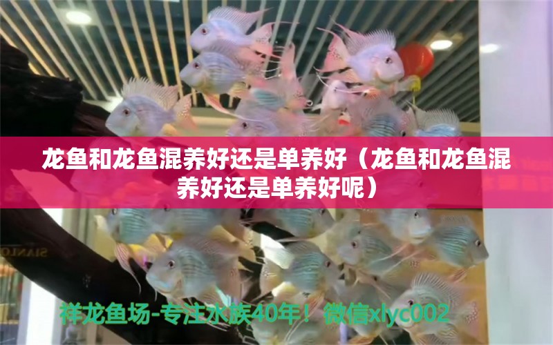 龍魚(yú)和龍魚(yú)混養(yǎng)好還是單養(yǎng)好（龍魚(yú)和龍魚(yú)混養(yǎng)好還是單養(yǎng)好呢）