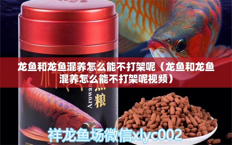 龍魚和龍魚混養(yǎng)怎么能不打架呢（龍魚和龍魚混養(yǎng)怎么能不打架呢視頻） 廣州龍魚批發(fā)市場