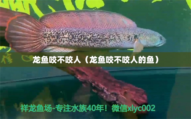 龍魚咬不咬人（龍魚咬不咬人的魚） 廣州龍魚批發(fā)市場(chǎng)