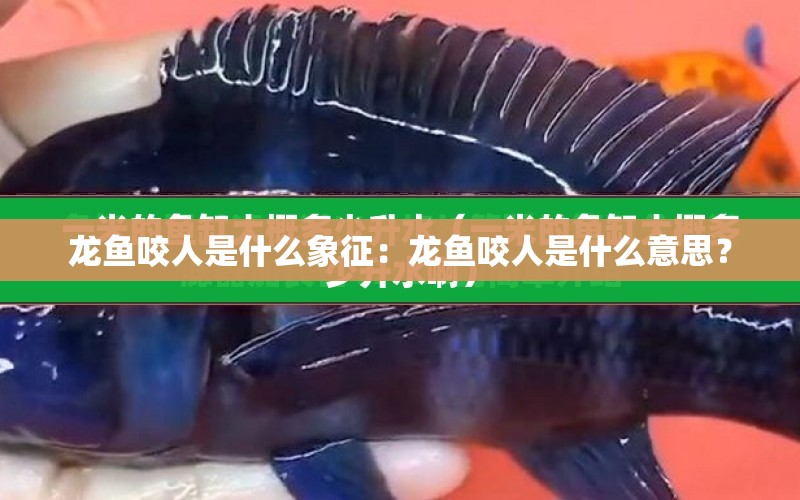 龍魚咬人是什么象征：龍魚咬人是什么意思？ 水族問答 第1張