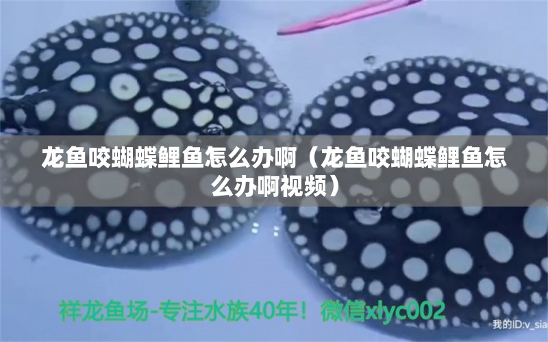 龍魚咬蝴蝶鯉魚怎么辦?。堲~咬蝴蝶鯉魚怎么辦啊視頻） 蝴蝶鯉