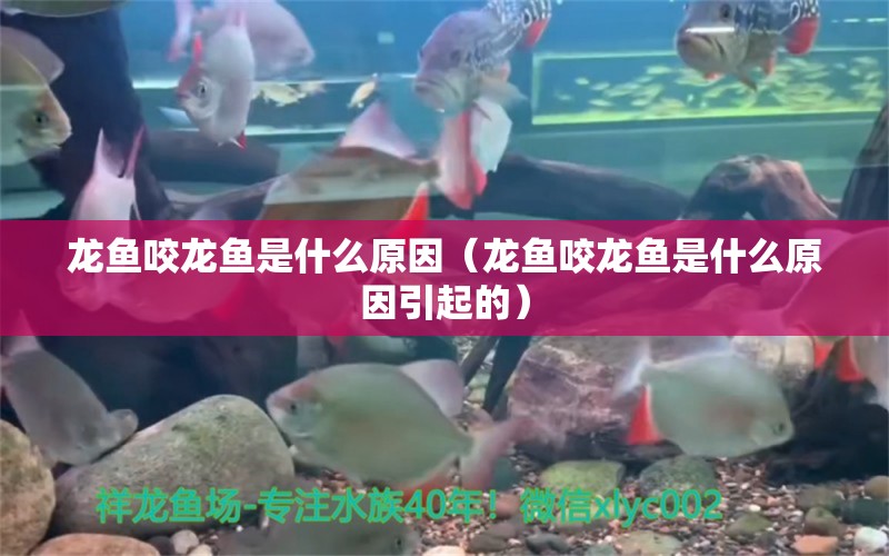 龍魚咬龍魚是什么原因（龍魚咬龍魚是什么原因引起的）