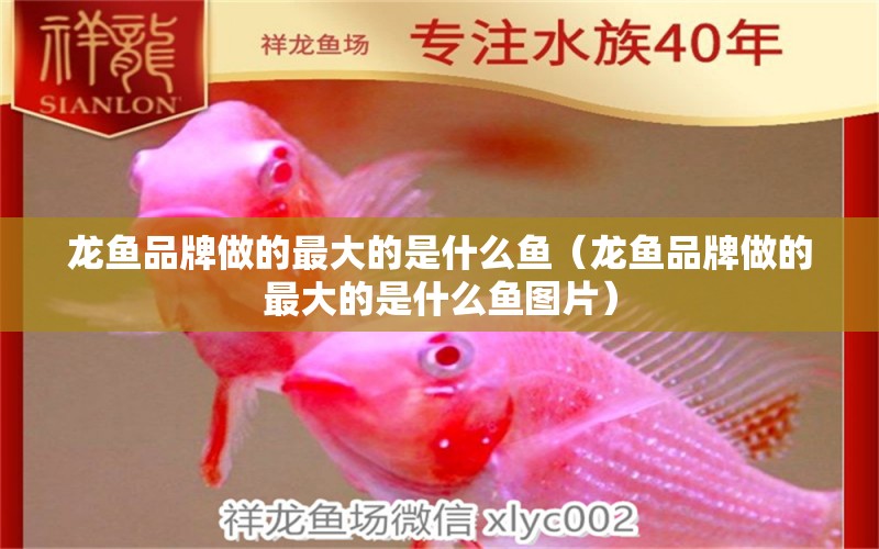 龍魚品牌做的最大的是什么魚（龍魚品牌做的最大的是什么魚圖片） 龍魚疾病與治療