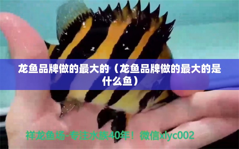 龍魚品牌做的最大的（龍魚品牌做的最大的是什么魚） 龍魚疾病與治療