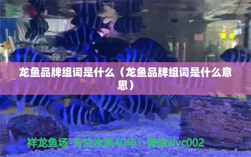 龍魚品牌組詞是什么（龍魚品牌組詞是什么意思）