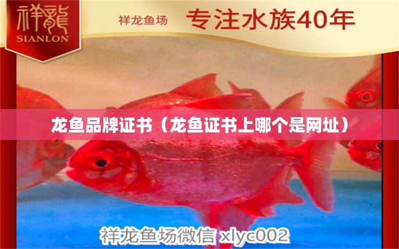 龍魚品牌證書（龍魚證書上哪個是網(wǎng)址）