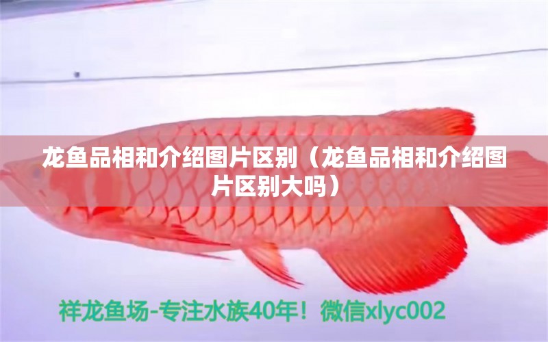 龍魚品相和介紹圖片區(qū)別（龍魚品相和介紹圖片區(qū)別大嗎） 龍魚疾病與治療