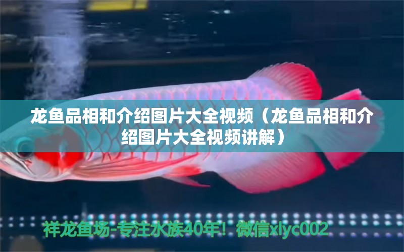 龍魚品相和介紹圖片大全視頻（龍魚品相和介紹圖片大全視頻講解）