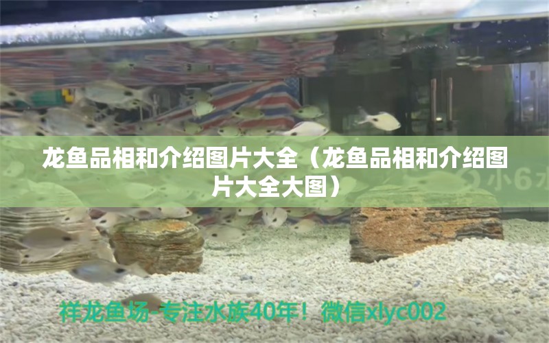 龍魚品相和介紹圖片大全（龍魚品相和介紹圖片大全大圖）