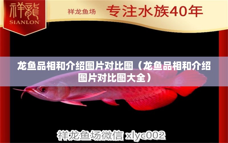 龍魚品相和介紹圖片對比圖（龍魚品相和介紹圖片對比圖大全） 龍魚疾病與治療