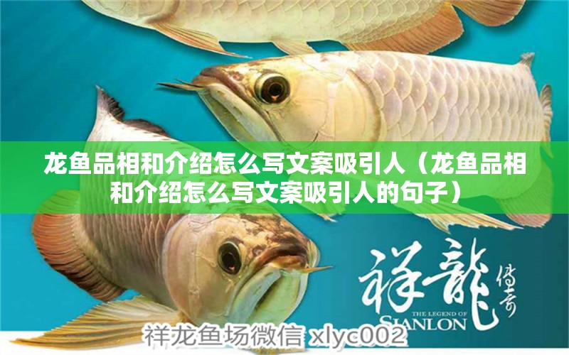 龍魚品相和介紹怎么寫文案吸引人（龍魚品相和介紹怎么寫文案吸引人的句子）