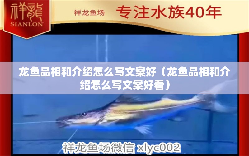 龍魚品相和介紹怎么寫文案好（龍魚品相和介紹怎么寫文案好看）