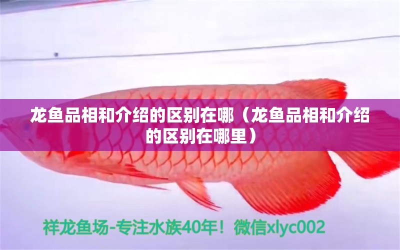 龍魚(yú)品相和介紹的區(qū)別在哪（龍魚(yú)品相和介紹的區(qū)別在哪里）