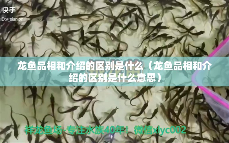 龍魚品相和介紹的區(qū)別是什么（龍魚品相和介紹的區(qū)別是什么意思）