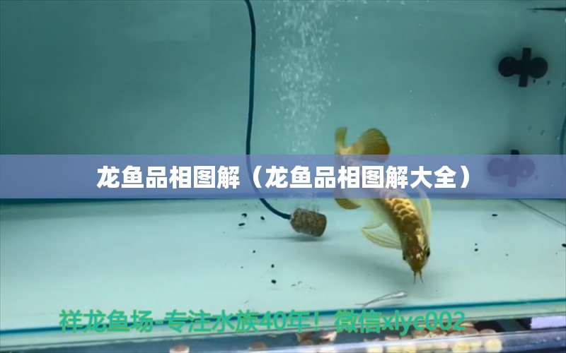 龍魚品相圖解（龍魚品相圖解大全） 龍魚疾病與治療