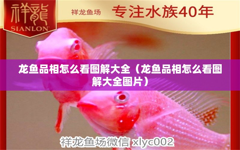 龍魚品相怎么看圖解大全（龍魚品相怎么看圖解大全圖片）