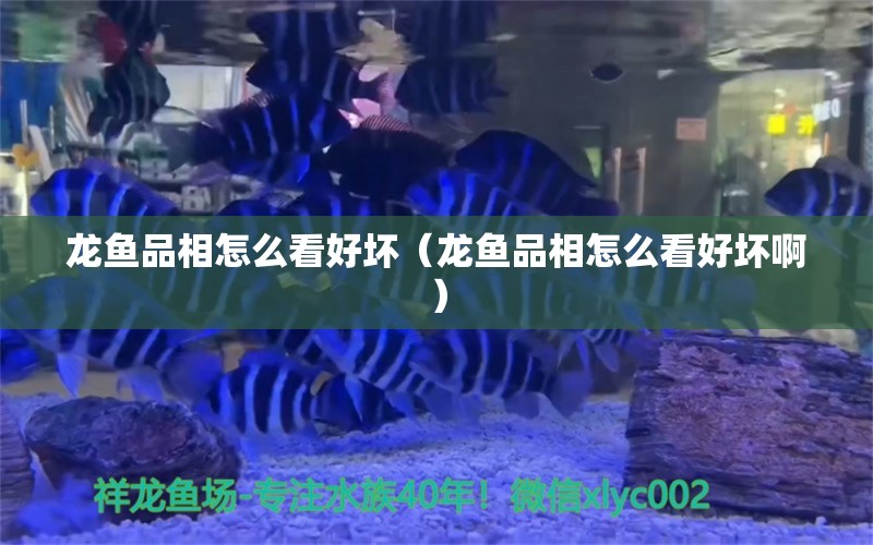 龍魚(yú)品相怎么看好壞（龍魚(yú)品相怎么看好壞?。? title=