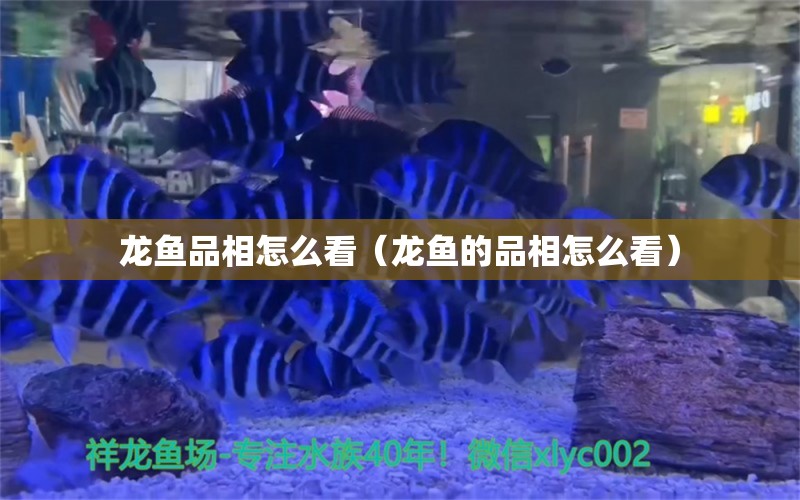 龍魚品相怎么看（龍魚的品相怎么看）