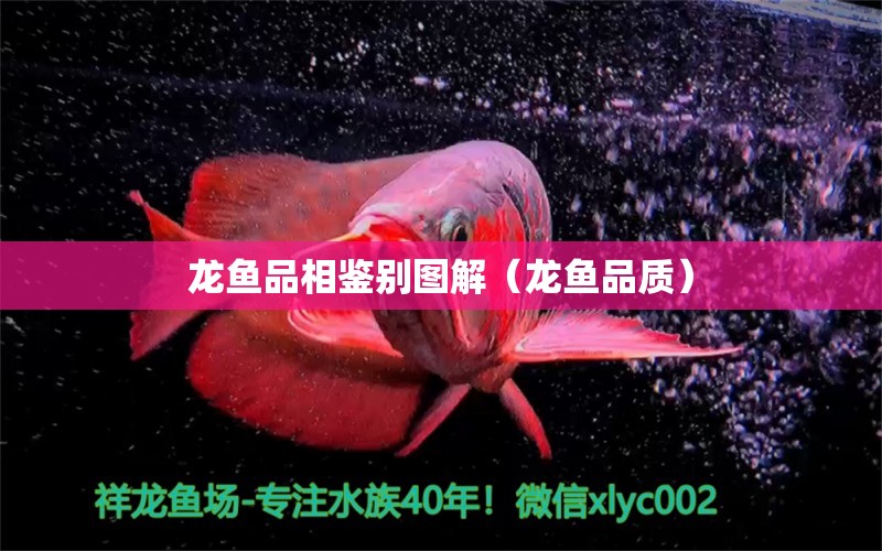 龍魚品相鑒別圖解（龍魚品質(zhì)）