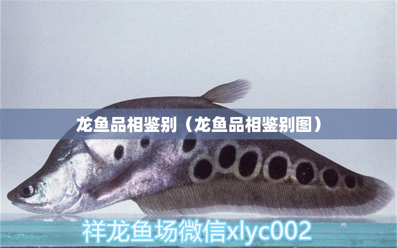 龍魚品相鑒別（龍魚品相鑒別圖）