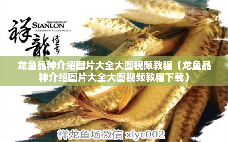 龍魚品種介紹圖片大全大圖視頻教程（龍魚品種介紹圖片大全大圖視頻教程下載）