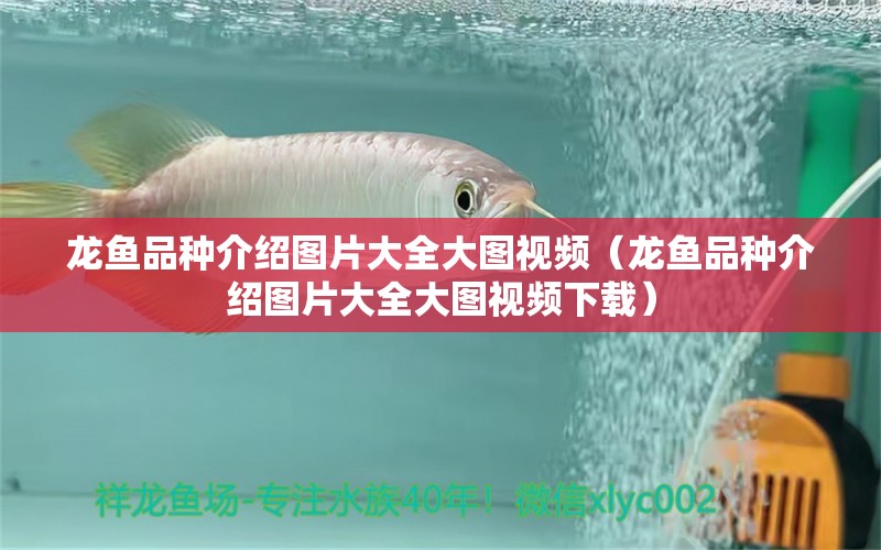 龍魚品種介紹圖片大全大圖視頻（龍魚品種介紹圖片大全大圖視頻下載）