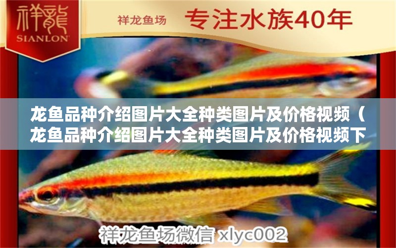 龍魚(yú)品種介紹圖片大全種類圖片及價(jià)格視頻（龍魚(yú)品種介紹圖片大全種類圖片及價(jià)格視頻下載）