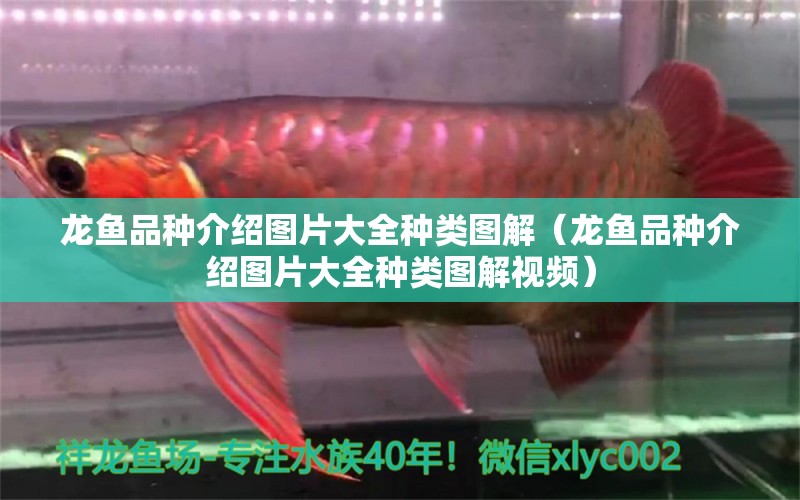 龍魚品種介紹圖片大全種類圖解（龍魚品種介紹圖片大全種類圖解視頻）