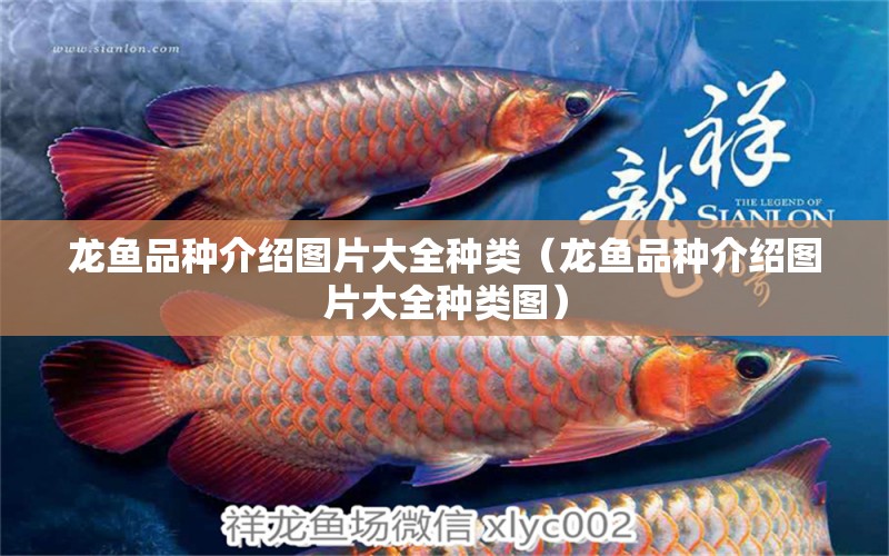 龍魚品種介紹圖片大全種類（龍魚品種介紹圖片大全種類圖）