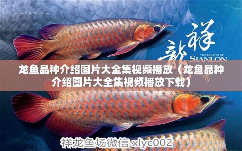 龍魚品種介紹圖片大全集視頻播放（龍魚品種介紹圖片大全集視頻播放下載）